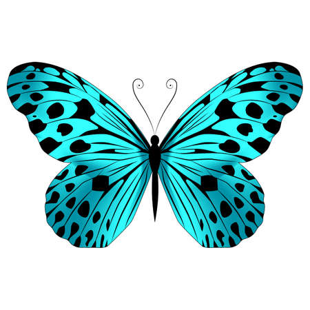 Beautiful bright green butterfly. Vector illustration isolated on white background.のイラスト素材