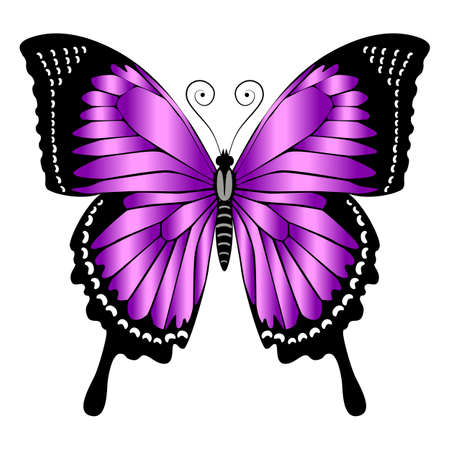 Beautiful bright purple butterfly. Vector illustration isolated.のイラスト素材