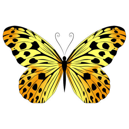 A beautiful, delicate and airy butterfly of yellow color. Vector graphics on a white background.のイラスト素材