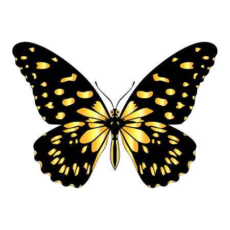 A beautiful, delicate and airy butterfly of yellow color. Vector graphics on a white background.のイラスト素材