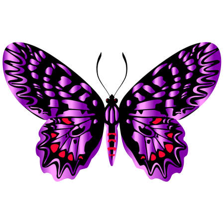 Beautiful bright purple butterfly. Vector illustration isolated.のイラスト素材