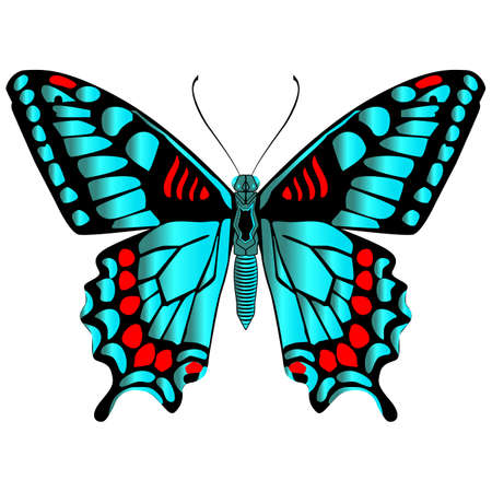Beautiful bright green butterfly. Vector illustration isolated on white background.のイラスト素材