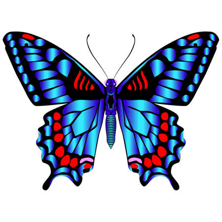 Beautiful bright blue delicate butterfly. Vector illustration isolated on white background.のイラスト素材