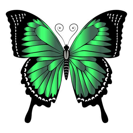 Beautiful bright green butterfly. Vector illustration isolated.のイラスト素材