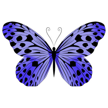 Bright beautiful purple butterfly. Vector illustration isolated on white background.のイラスト素材