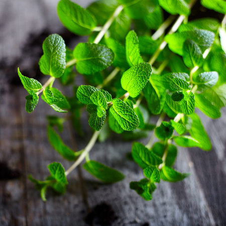 Kitchen Mint bush on old rustic wood background