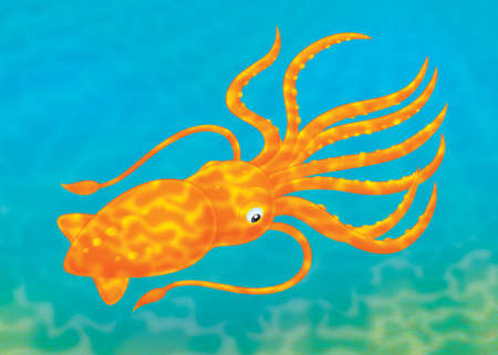 Cuttlefish in blue waterの写真素材