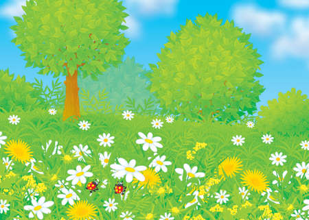 Field with flowersの写真素材
