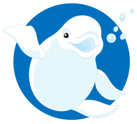polar white whale belugaのイラスト素材