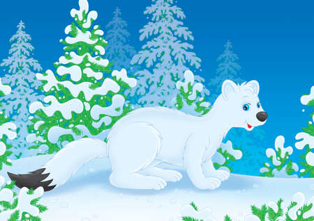 White ermine in a snow-covered winter forestの写真素材