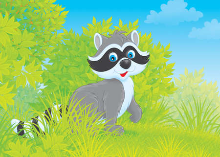  Raccoon の写真素材