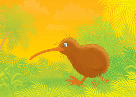 kiwi walking in a tropical forestの写真素材