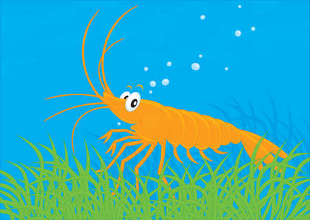 Shrimpのイラスト素材