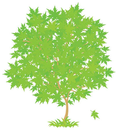 Mapleのイラスト素材