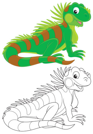 Iguanaのイラスト素材