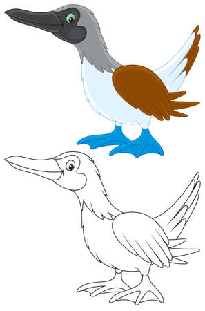 Solan gooseのイラスト素材