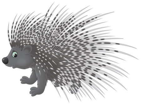Porcupineの写真素材