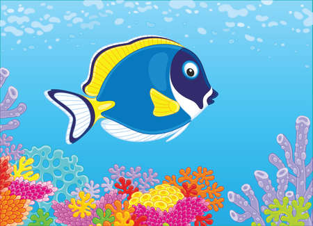 Blue surgeon fish on a coral reefのイラスト素材