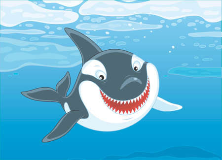 Killer whale swimming among drifting ice floes in blue water, vector illustration in a cartoon styleのイラスト素材