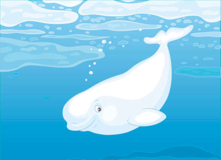 Beluga whale swimming among drifting ice floes in blue water of a polar sea, vector illustration in a cartoon styleのイラスト素材