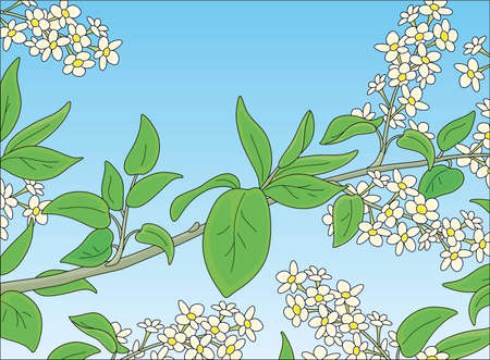Beautiful green tree branch with white spring flowers on a blue sky background, vector cartoon illustrationのイラスト素材