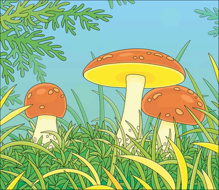 Three edible mushrooms with big brown caps hiding in green thick grass on a pretty forest glade on a warm summer day, vector cartoon illustrationのイラスト素材
