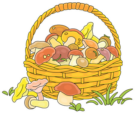 Big wicker basket full of picked wild forest edible mushrooms, vector cartoon illustration isolated on a white backgroundのイラスト素材