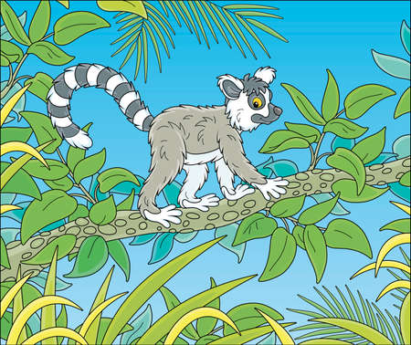 Exotic tropical Madagascar ring-tailed lemur walking in thickets of a rainforest, vector cartoon illustration isolated on a white backgroundのイラスト素材