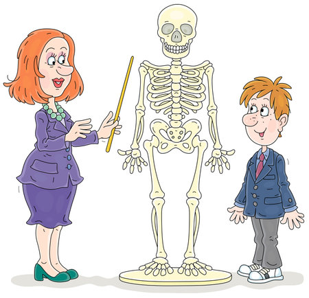 School teacher and a funny schoolboy studying a structure of a human skeleton at an Anatomy lesson in a class, vector cartoon illustration on a white backgroundのイラスト素材
