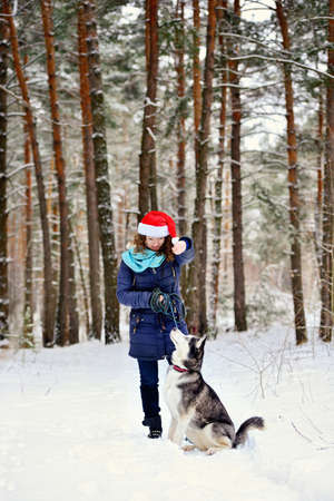 Young smiling girl in Santa Claus hat with Husky dog from winter forest. It is to train the dog. Vertical orientation.の写真素材