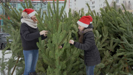 Two young girls, teenagers, in Santa Claus hats choose and buy a live Christmas tree at a street Christmas market. They laugh and have fun. The concept of preparing for the holiday.の写真素材