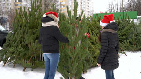 Dad and two young teenage daughters in Santa Claus hats are buying a Christmas tree at an outdoor Christmas market. The concept of preparing for the celebration of Christmas. 4Kの写真素材