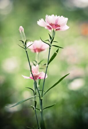Flowerの写真素材