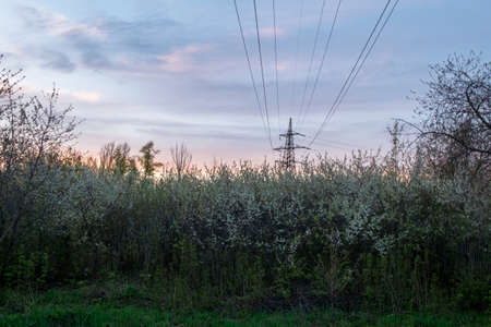 high voltage line passing over a blooming blackthorn on a sunset backgroundの写真素材