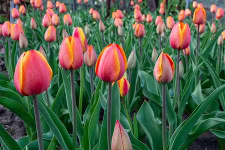 Tulip flower background, Colorful tulips meadow nature in spring, close upの写真素材