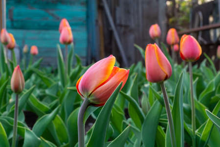 Tulip flower background, Colorful tulips meadow nature in spring, close upの写真素材