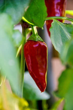Sweet red pepper on a branch in a summer gardenの写真素材