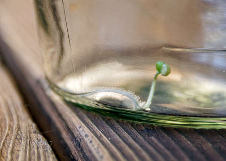 young sprout locked in a glass jarの写真素材
