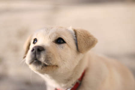 Puppyの写真素材