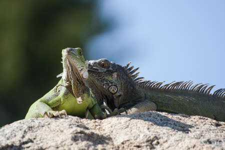 Two Iguanasの写真素材