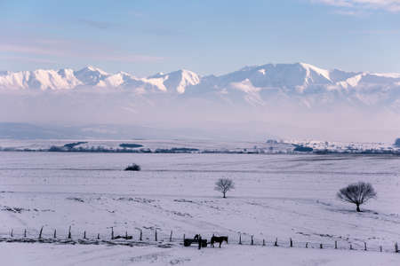 Winter Landscapeの写真素材