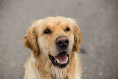 Portrait of a golden retrieverの写真素材