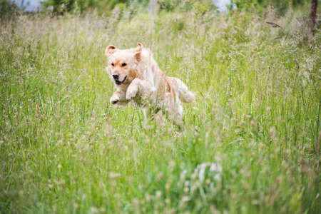 Golden retriever jumping in the grassの写真素材