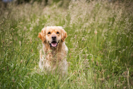 Golden retriever jumping in the grassの写真素材