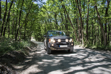 Driving through the forrest