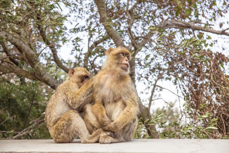 Two Macaques on the Gibraltar rock.の写真素材