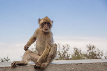 A young macaque on the Gibraltar rock.の写真素材