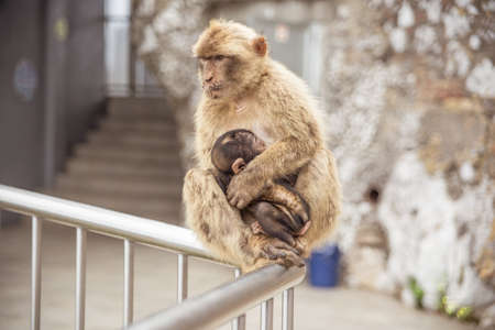 Female Macaque with its baby on the platform of the Gibraltar rockの写真素材