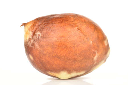 One whole brown round avocado bone, close-up, on a white backgroundの写真素材