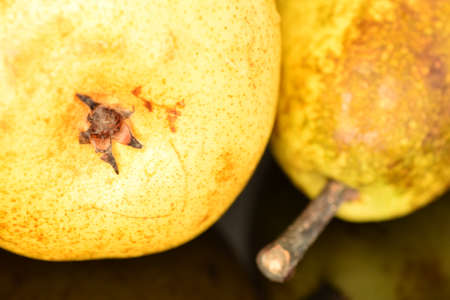 Ripe juicy, organic pears, close-up, on a black background.の写真素材